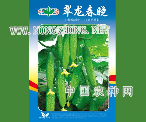 翠龙春晓